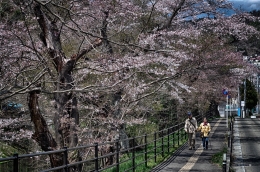 cherry blossoms 