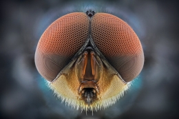 housefly 