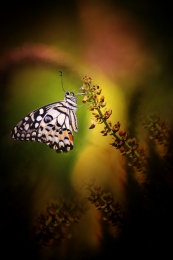 Butterfly  