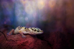 gecko 