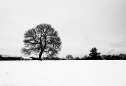 Árvore na neve 