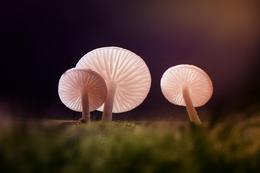 family mushrooms 