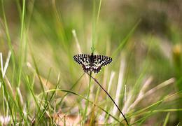 ZERYNTHIA RUMINA - Papilionidae Family 