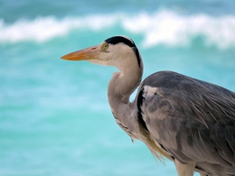 Garça moura  ( Ardea cocoi ) 