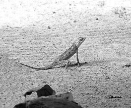 Aspidoscelis tigris ( Lagarto rabo-de-chicote 