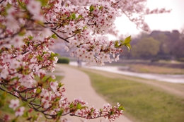 SAKURA road 