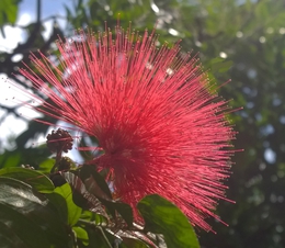 Red flower 