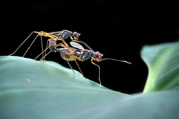 mating 