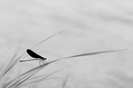 calopteryx atrata 