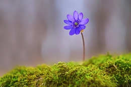 Spring wild flowers 