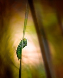 Climbing Caterpillar 