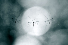 crane fly 