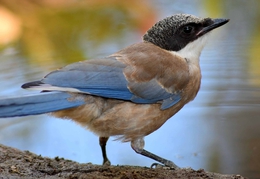 Pega-azul 