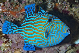 Triggerfish 