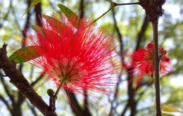 Red flowers 