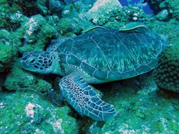 Green turtle 