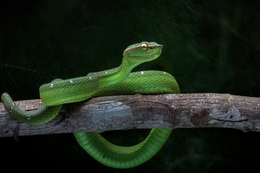 Green Viper Snake 