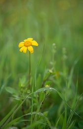 Yellow between green 