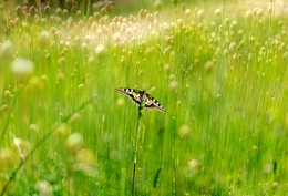 PAPILIO MACHAON 