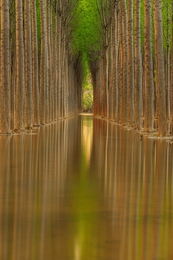 Green tunnel  