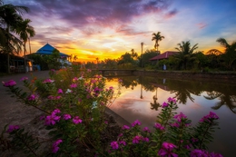 pink scape 