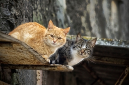 Cats on a don't Hot Tin Roof 