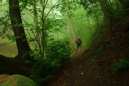 Forest in May 