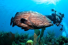 Goliath grouper 