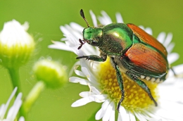 Japanese beetle 