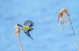 Cyanistes caeruleus 