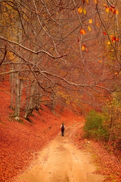 Autumn road 