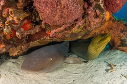 Nurse shark and green moray 