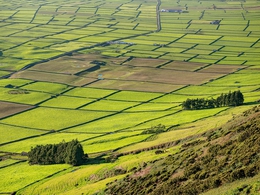 Mosaico Verde 