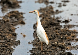 Bubulcus ibis 