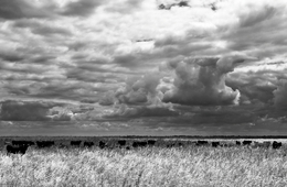 FLAT LANDS OF RIBATEJO 