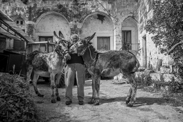 Romeo, l'asina e l'asinello 