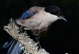 Pega-azul 