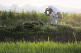 petani di papandayan 