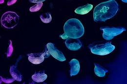 Jellyfish 