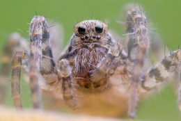 Wolf spider 