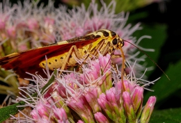 Euplagia quadripunctaria 