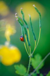 Green journey 