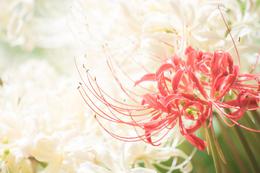 Red lycoris radiata in white 