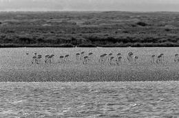 TAGUS RIVER ESTUARY 