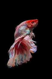 Betta 