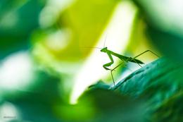 Young mantis 