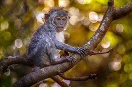 ubud monkey forest 