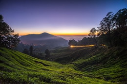 cameron highlands 