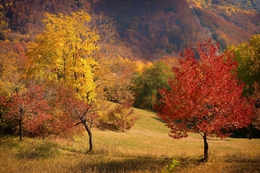 Autumn nature 