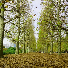 The street in the fall 